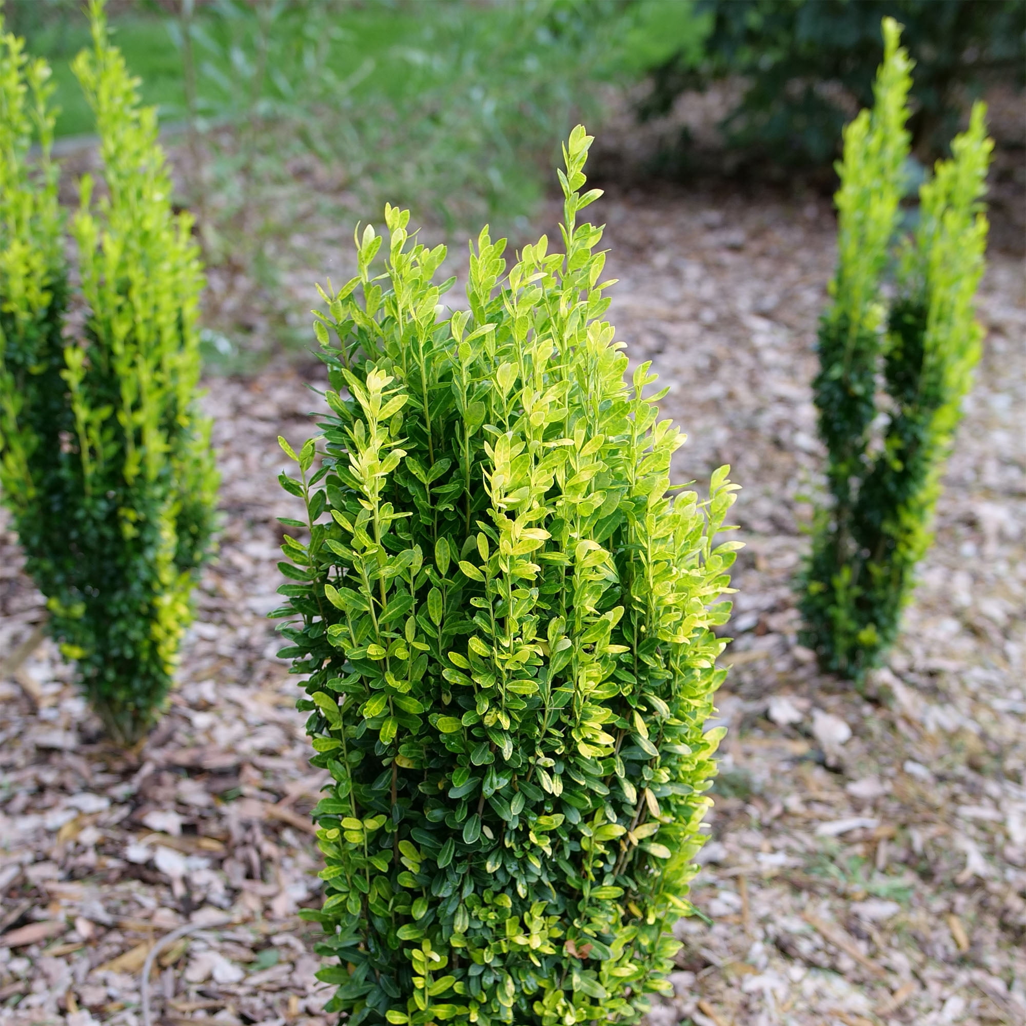 Proven Winners Color Choice Glow Stick Holly Live Shrub (2 Gallon