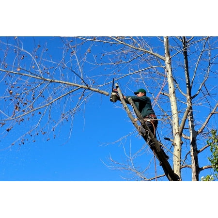 Saw 6 Poster - LAMINATED POSTER Tree Chainsaw Pruning Woodcutter Felling Trimming Poster Print 11 x 17
