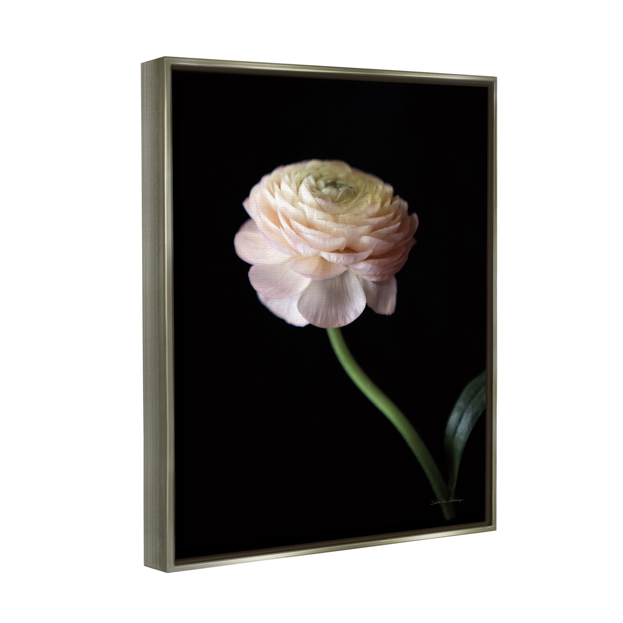 Stupell Industries Ranunculus on Black Botanical & Floral Photography Gray Floater Framed Art Print Wall Art, 17 x 21