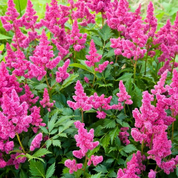Outsidepride Astilbe Chinensis Pumila Plant Seed - 2000 Seeds