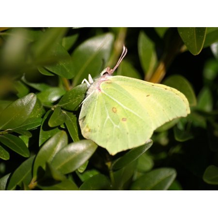 Canvas Print Butterfly Gonepteryx Rhamni Yellow Insect Spring Stretched Canvas 10 x 14