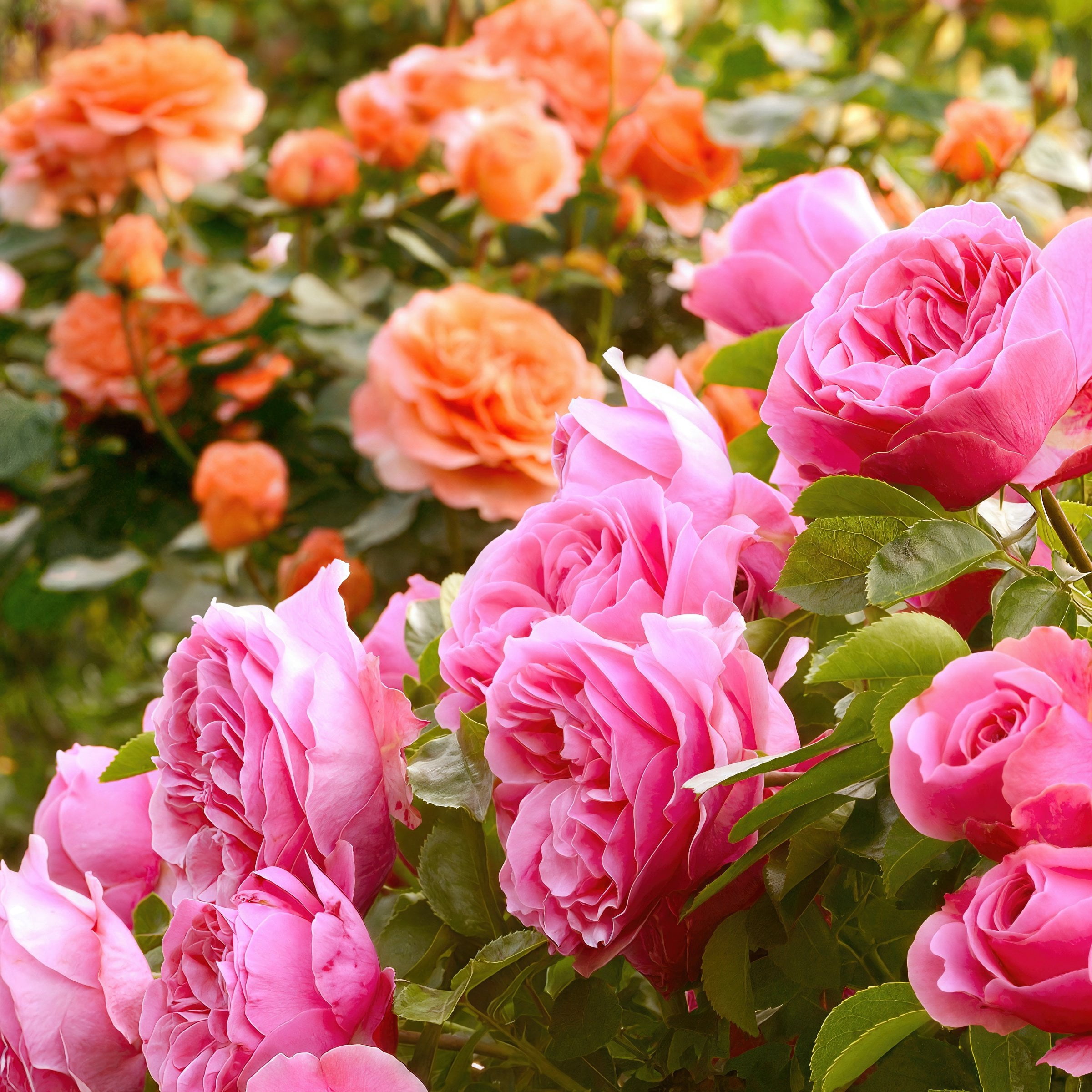 Bare Root Curly Pink Rose with Pink Flowers (2-Pack)