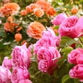 thumbnail image 4 of Bare Root Curly Pink Rose with Pink Flowers (2-Pack), 4 of 9