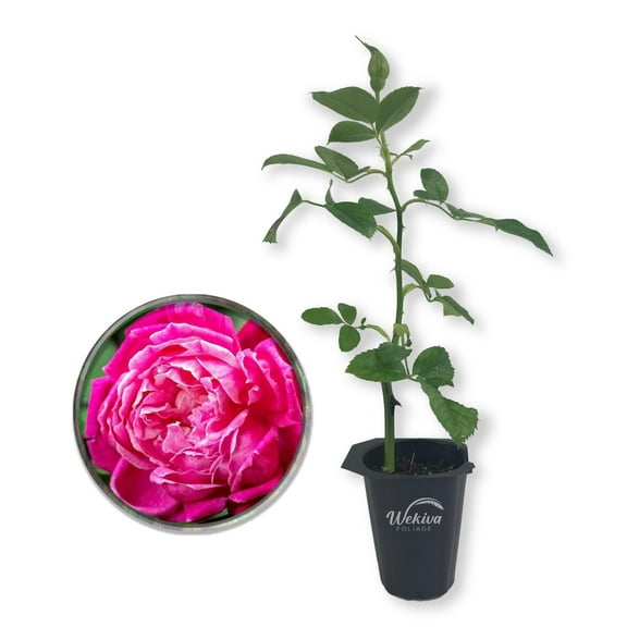 Louis Philippe Rose Bush - Live Starter Plant in a 2 Inch Growers Pot - Beautifully Fragrant Florida Rose - A Versatile Heirloom Rose with a Rich Fragrance