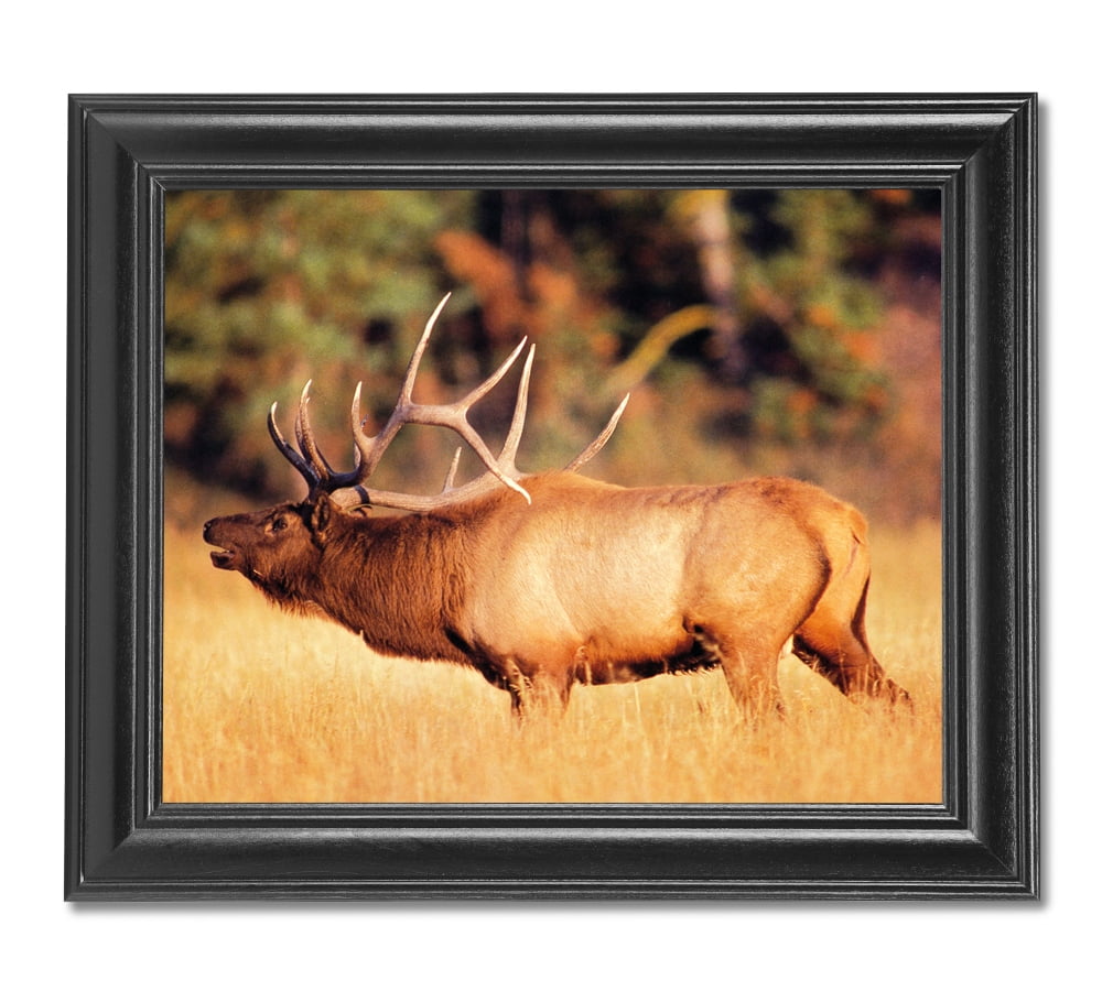 16x20 Big Bull Elk Antler Mountain Wildlife Animal Framed Picture Art Print 