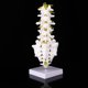 thumbnail image 3 of Modelo de columna vertebral lumbar herramienta de modelo de enseñanza educativa lumbar humana, 3 of 9