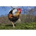 thumbnail image 2 of A rooster walking on grass;Northumberland england Poster Print (19 x 12), 2 of 4