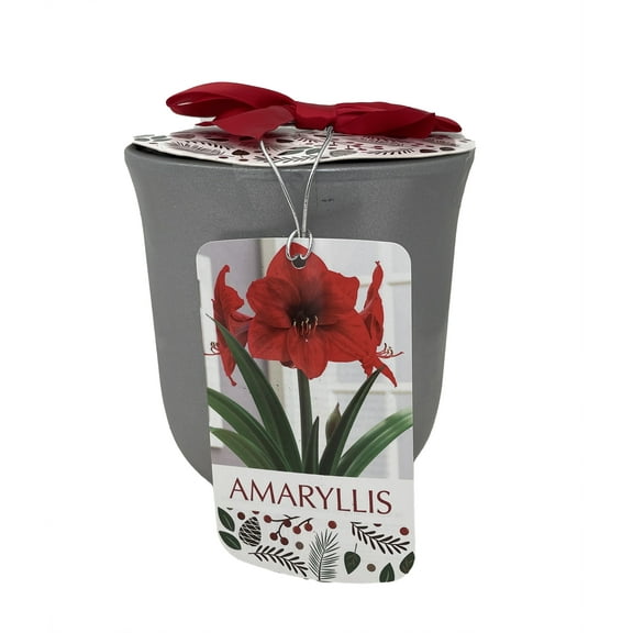 Red Lion Silver Ceramic Amaryllis Kit - Bulb/Ceramic Vase/Planting Medium