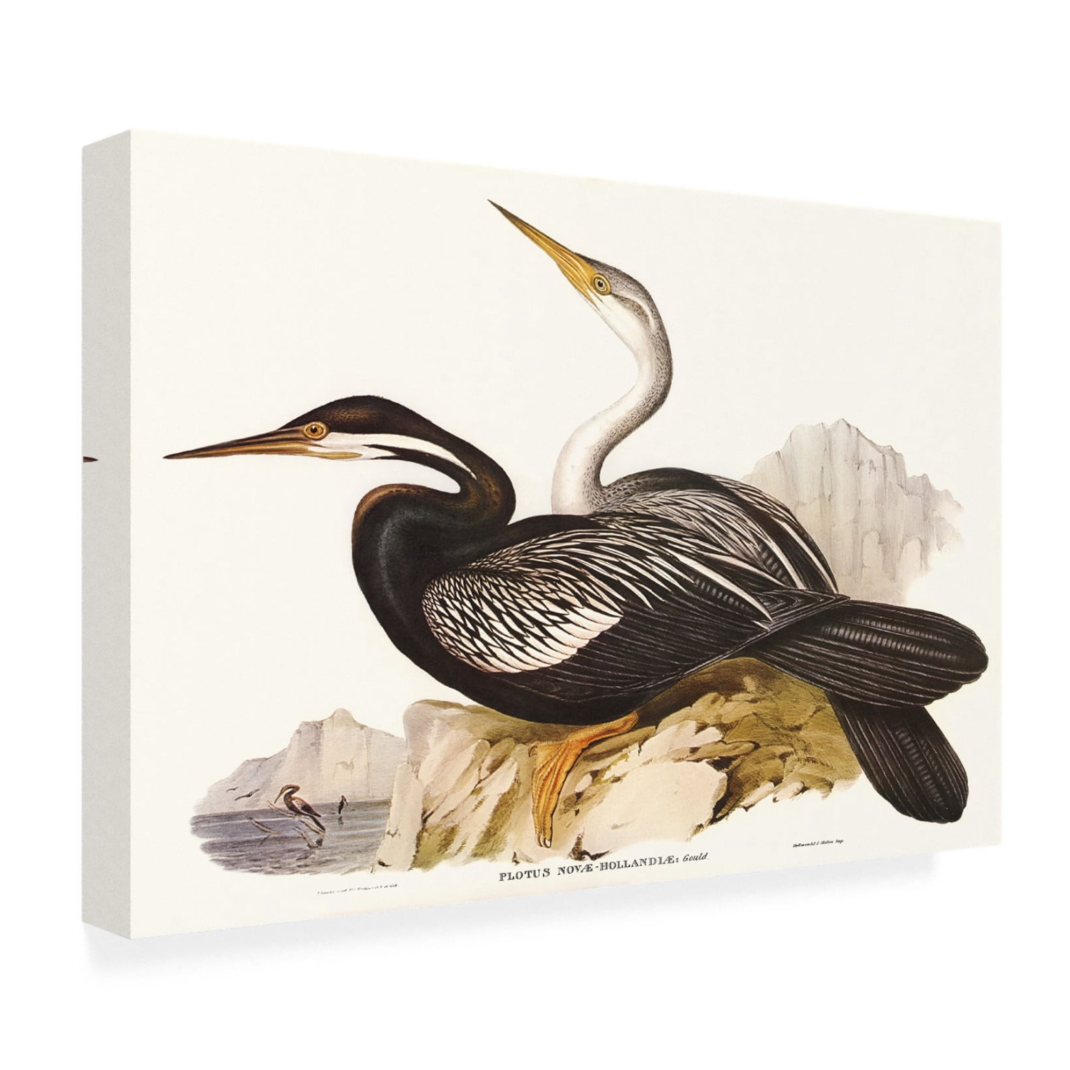 Trademark Fine Art Elizabeth Gould Waterbird Pairing V Canvas Wall Art