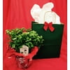 Frosty Fern with Bird and Gift Bag; - Plant, Pot Cover, Bird - Selaginella