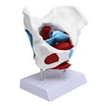 thumbnail image 3 of Pelvic Floor Muscle Model, Exquisite Craftsmanship Durable Teaching Pelvic Model  Details Honest And Reliable  for Home for Tearcher, 3 of 8