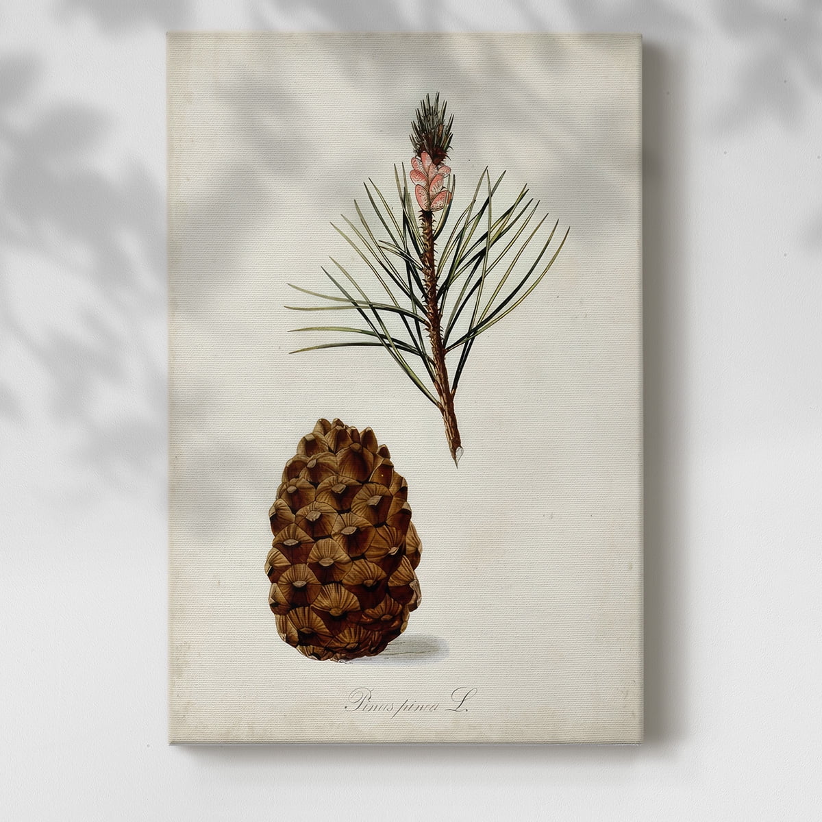Antique Tree Study V- Gallery Wrapped Canvas
