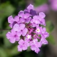 thumbnail image 3 of American Plant Exchange Lavender Lantana Bush in 6" Pot, Full Sun, Drought Tolerant, Cluster Flowers, 3 of 6