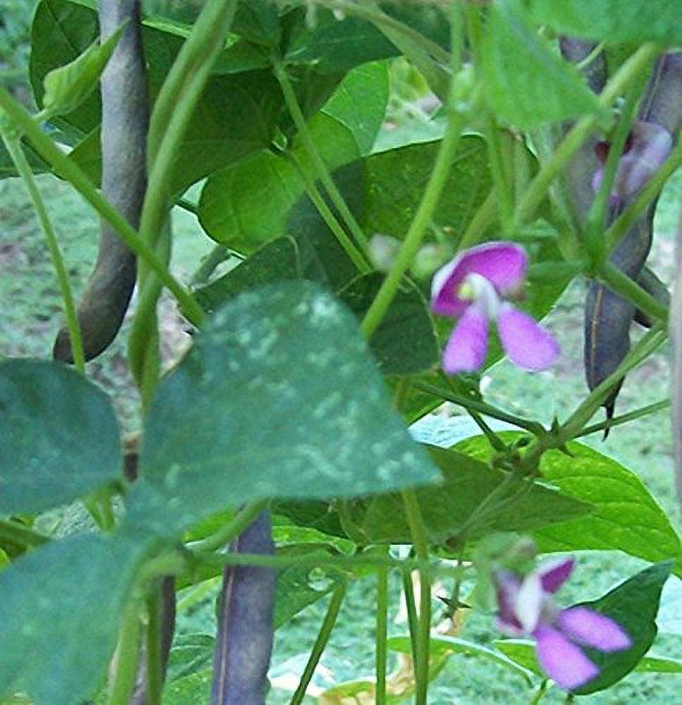 Black Turtle Heirloom Bush Bean - Hardy Plants Grow to 18-24" -Very Tasteful(500 - Seeds)