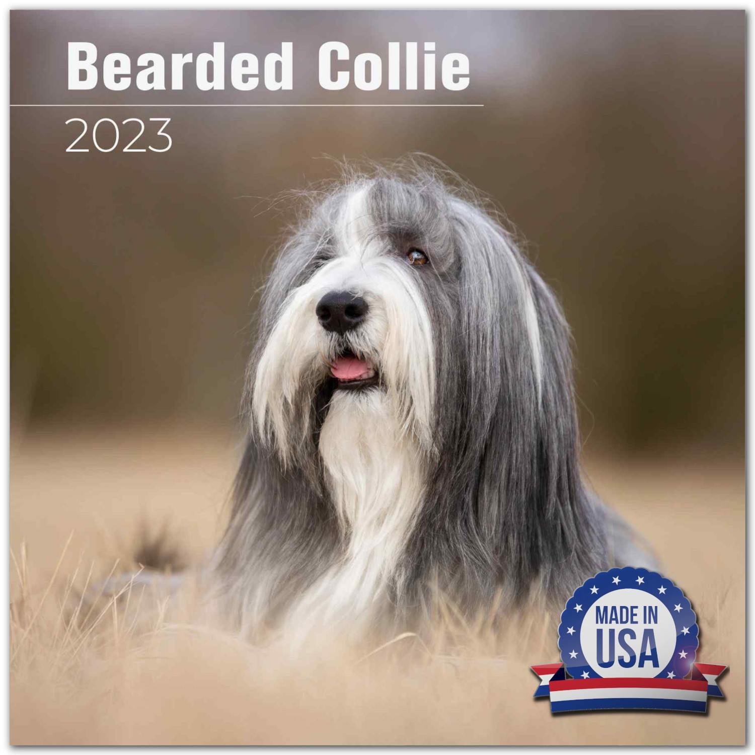 2022 2023 Bearded Collie Calendar - Dog Breed Monthly Wall Calendar - 12 x 24 Open - Thick No-Bleed Paper - Giftable - Academic Teacher's Planner Calendar Organizing & Planning - Made in USA