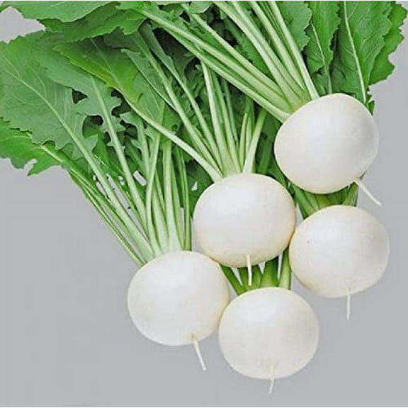 Pure White Turnip Seeds for Planting - 50 Seeds - Fuku Komachi Hybrid Turnip Seed - Exotic Garden Seeds