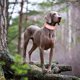 thumbnail image 5 of Wide Personalized Dog Collar PU Leather Customized Dogs Tag Collars Soft Pet Collar for Small Medium Large Dogs Pitbull Buldog ShopWise Round, 5 of 14