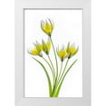 thumbnail image 1 of Disher, Mandy 23x32 White Modern Wood Framed Museum Art Print Titled - Tulipa, 1 of 4