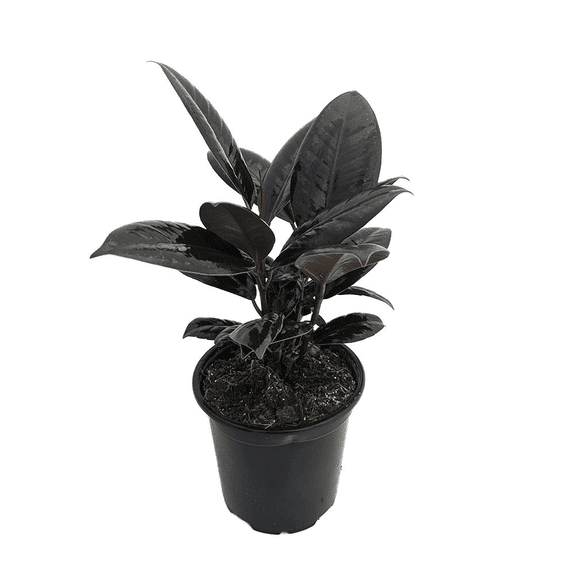 Burgundy Rubber Tree Plant - Ficus - An Old Favorite - 4" Pot