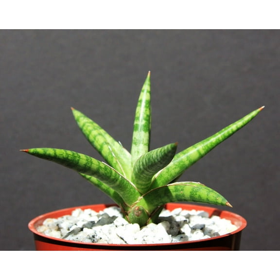 Sansevieria ballyi, exotic rare garden succulent outdoor collector plant  4" pot