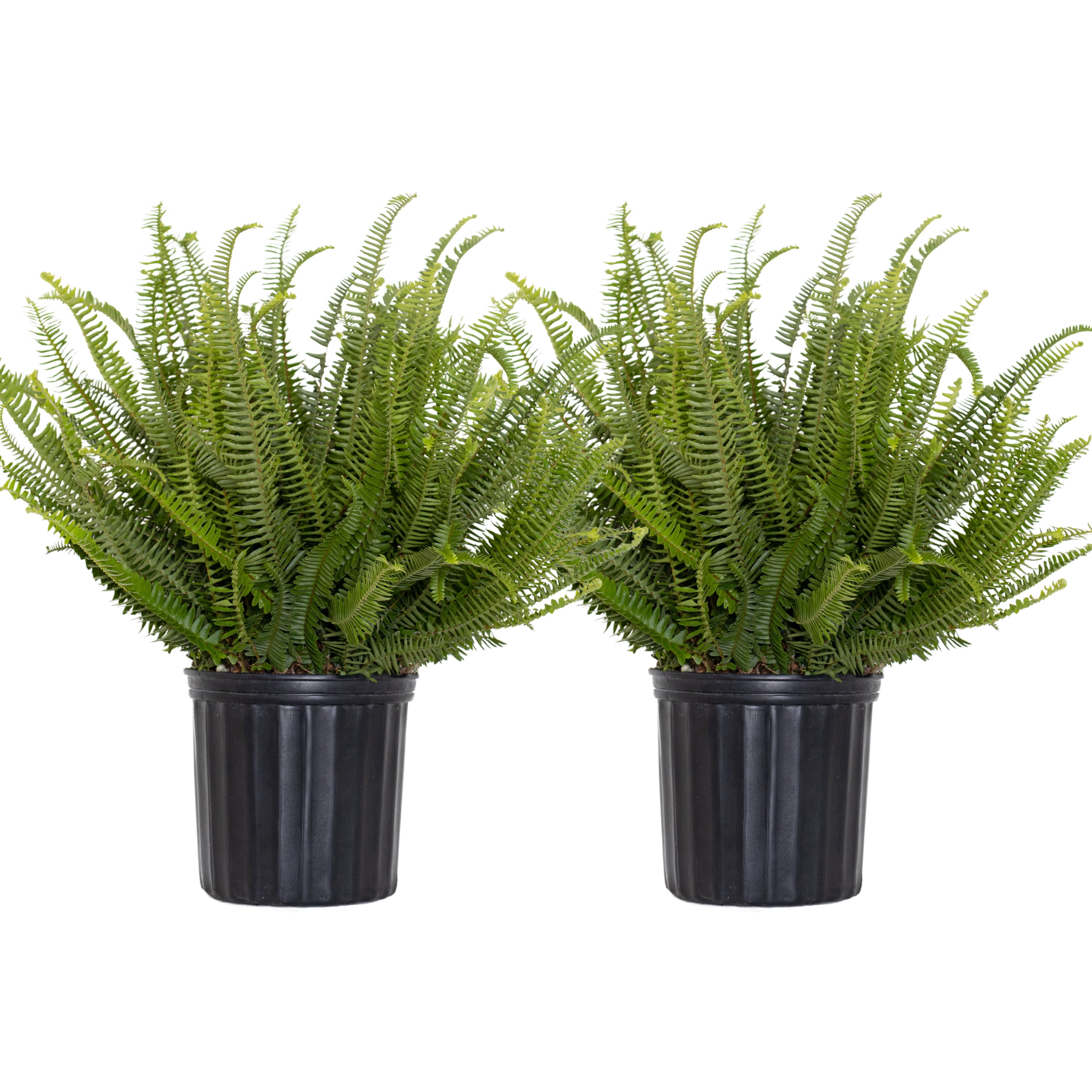 United Nursery Live Kimberly Fern Plant 2-Pack Indoor Green Houseplant 24in Tall in 10in Grower Pot
