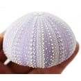 thumbnail image 2 of 2 Beautiful Large Natural Purple Sea Urchins 2 1/2"- 3"  Beach Wedding Decor and Crafts, 2 of 3