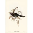 thumbnail image 2 of Gould, John 23x32 Black Ornate Wood Framed with Double Matting Museum Art Print Titled - Shining starling-Aplonis metallica, 2 of 4