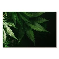 Elephant Stock Marijuana Sensation Wall Art - Horizontal Canvas Wall Art - Living Room Wall Decor - Hobbies And Lifestyle Canvas - Black And Green Decor - 39" x 26"