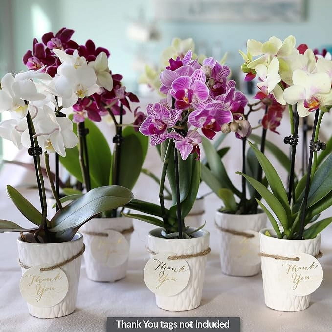 Just Add Ice 20-Pack Mini Assorted Pink Orchids Live Plant Party Favors, 6-10" Height in 2.5" Diamter White Ceramic, House Plant