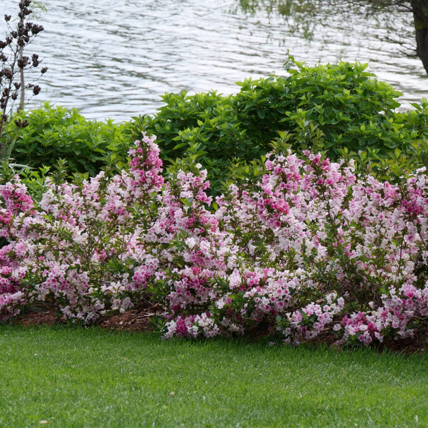Proven Winners ColorChoice 5" Multicolor Czechmark Trilogy Weigela Live Plant in 4.5" Pot (4 Count)
