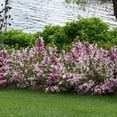 thumbnail image 6 of Proven Winners ColorChoice 5" Multicolor Czechmark Trilogy Weigela Live Plant in 4.5" Pot (4 Count), 6 of 11