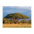 thumbnail image 2 of Tiptophomedecor Landscape Wallpaper Wall Mural - African Acacia Tree, 2 of 3