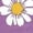 Purple, variant on Cute Daisy Floral Tshirt for Women Plus Size Crewneck 3/4 Sleeve Tops Going Out Tunic Basic T Shirt