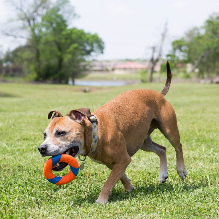 Chuckit Dog Ring Chaser 22 Launcher Fetch Dog Toy with 4.5 Dog Ball Ring Assorted. Pack of 1 Walmart