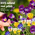 thumbnail image 2 of Flores comestibles prensadas Fangkic Mix Viola Tricolor 40 unidades, 2 of 7