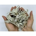 thumbnail image 3 of Loose White Sage Smudge Leaves & Clusters, California White Sage Clusters, Loose Leaf, Cleansing, House Blessings, Wholesale Bulk Lot (16 oz/1 lb), 3 of 5