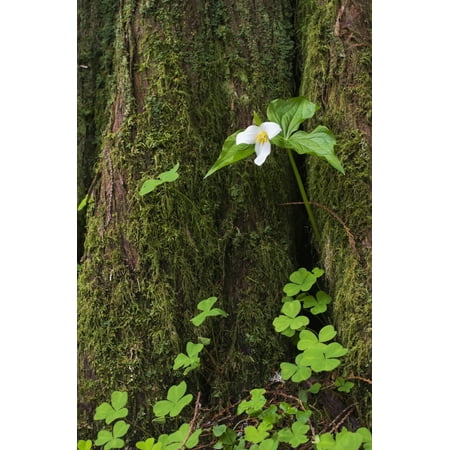 - A Trillium grows from the trunk of a Western Red Cedar tree Jewell Oregon United States of America Poster Print by Robert L Potts Design Pics