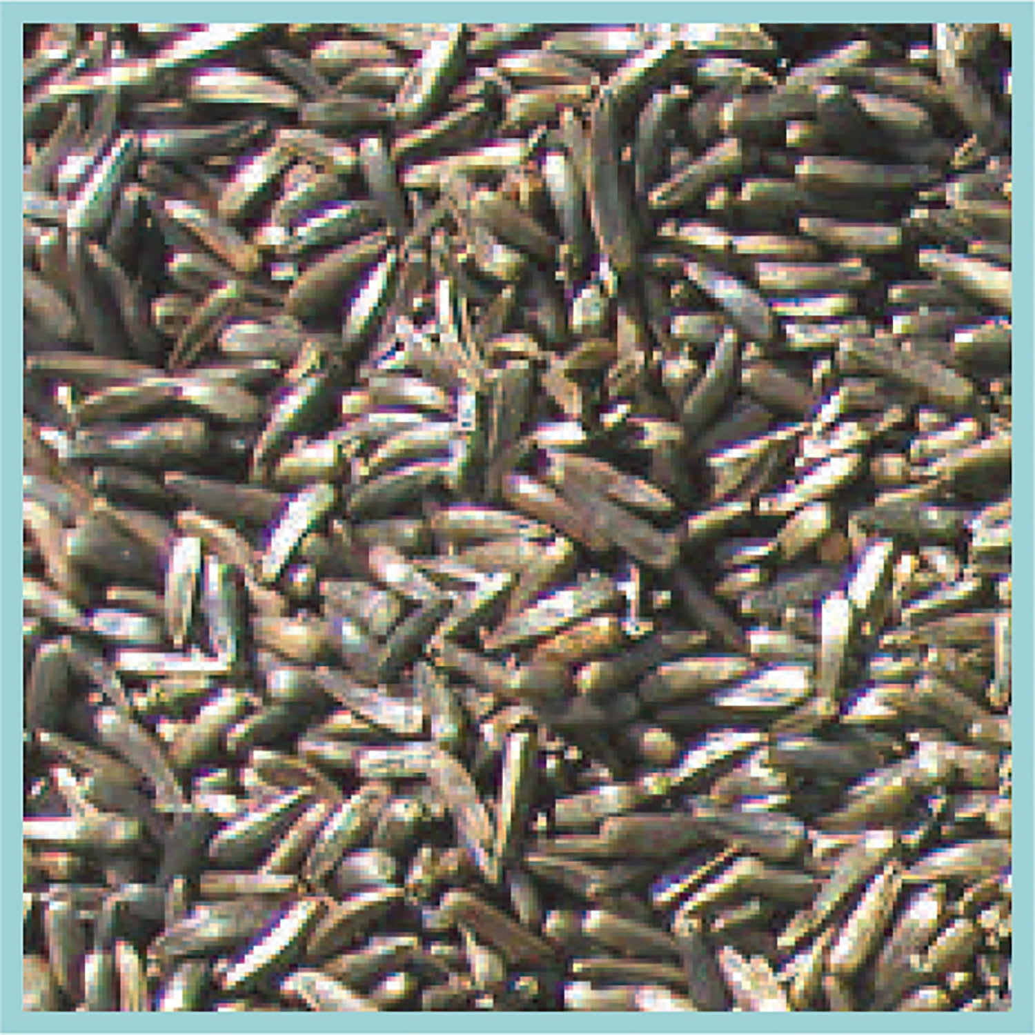 Cole's NI05 Niger Bird Seed, 5-Pound