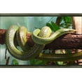 thumbnail image 1 of 24"x36" Gallery Poster, Vietnamese Long-Nosed Snake (Rhynchophis boulengeri), 1 of 1