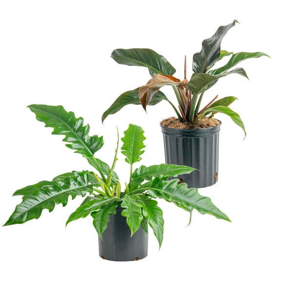 Costa Farms 20" Tall, Philodendron Grower's Choice Bright Indirect Sunlight, Live House Plants, 2-Pk