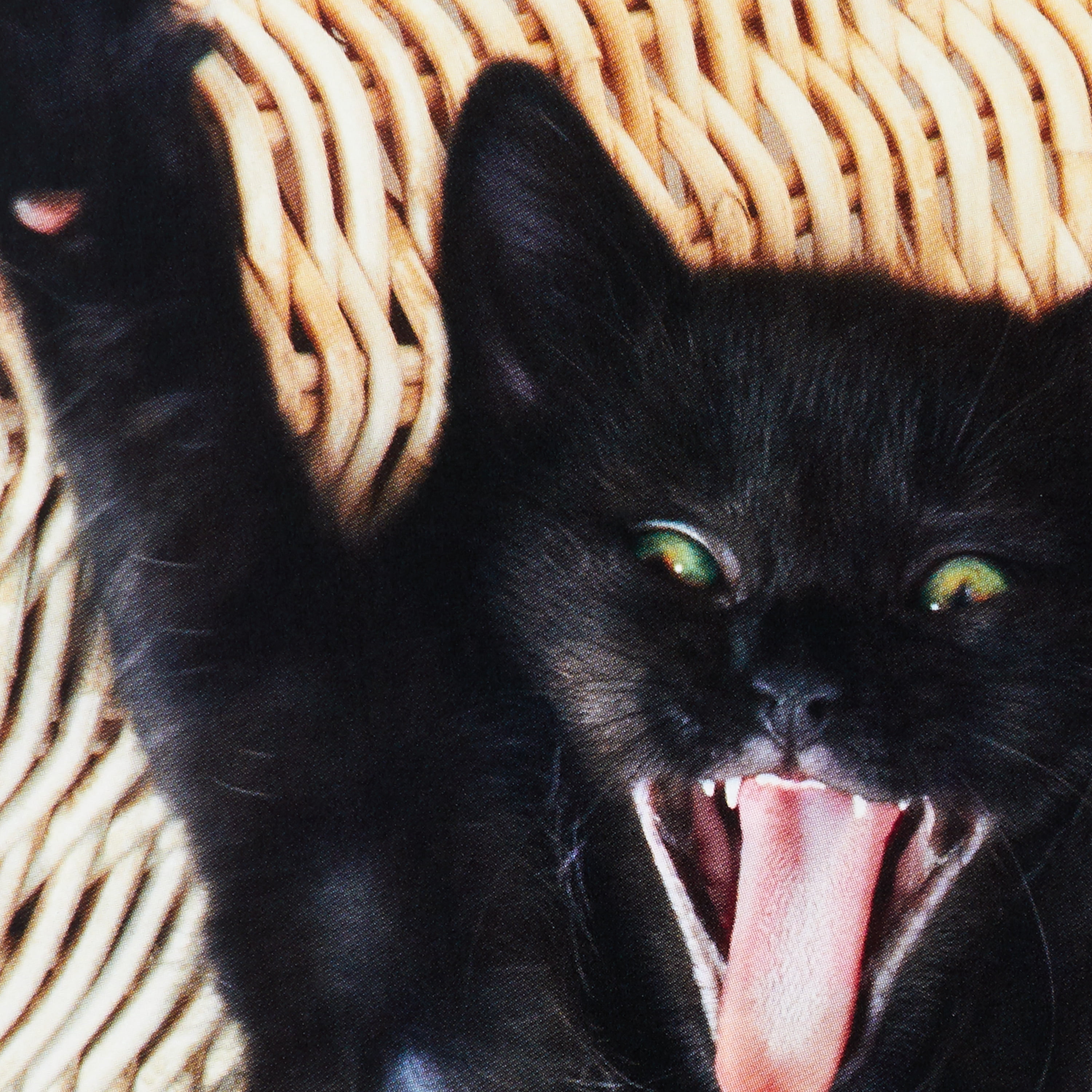 Hallmark Funny Birthday Greeting Card (Wild Black Cat)
