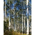 thumbnail image 2 of Mansfield, Kathy 12x14 White Modern Wood Framed Museum Art Print Titled - Aspen Grove II, 2 of 4