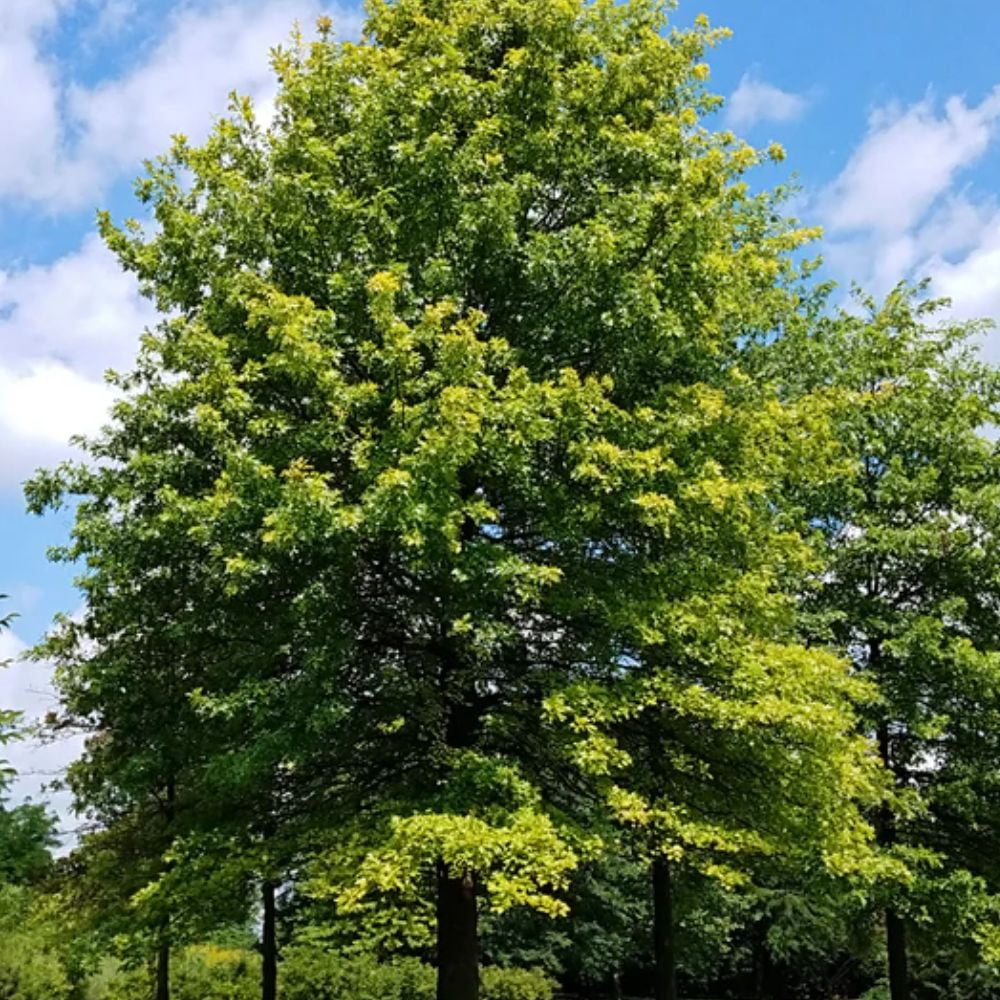 Expert Gardener 3-4 ft. tall Pin Oak Live Tree in 7- Gallon Grower Pot
