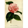 thumbnail image 2 of Anonymous 13x18 Black Ornate Wood Framed with Double Matting Museum Art Print Titled - Camelia Japonica, 2 of 4