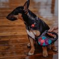 thumbnail image 6 of Retractable Dog Leash | Heavy Duty Pet Walking Leash with Anti-Slip Handle | One Button Brake, Pause & Lock - Suitable for Dogs & Cats, 6 of 38