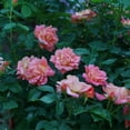 thumbnail image 4 of Proven Winners ColorChoice 5" Orange Rise Up Emberays Rose Live Plant in 4.5" Pot (4 Count), 4 of 7