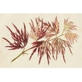 thumbnail image 2 of Stroobant 18x13 Gold Ornate Wood Framed with Double Matting Museum Art Print Titled - Japanese Maple Leaves V, 2 of 4