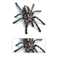thumbnail image 1 of Kenally 3D araña lagarto escorpión 3D pegatina parachoques cuerpo PVC adhesivo ventana espejo adhesivo Decoración Automoción decorativa y accesorios No.03 Kenally VI000311-03, 1 of 6