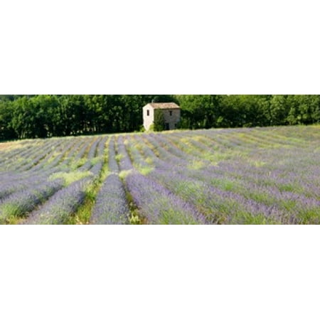 Lavender Canvas Barn in the lavender field Luberon Provence France Canvas Art - Panoramic Images (15 x 6) ()