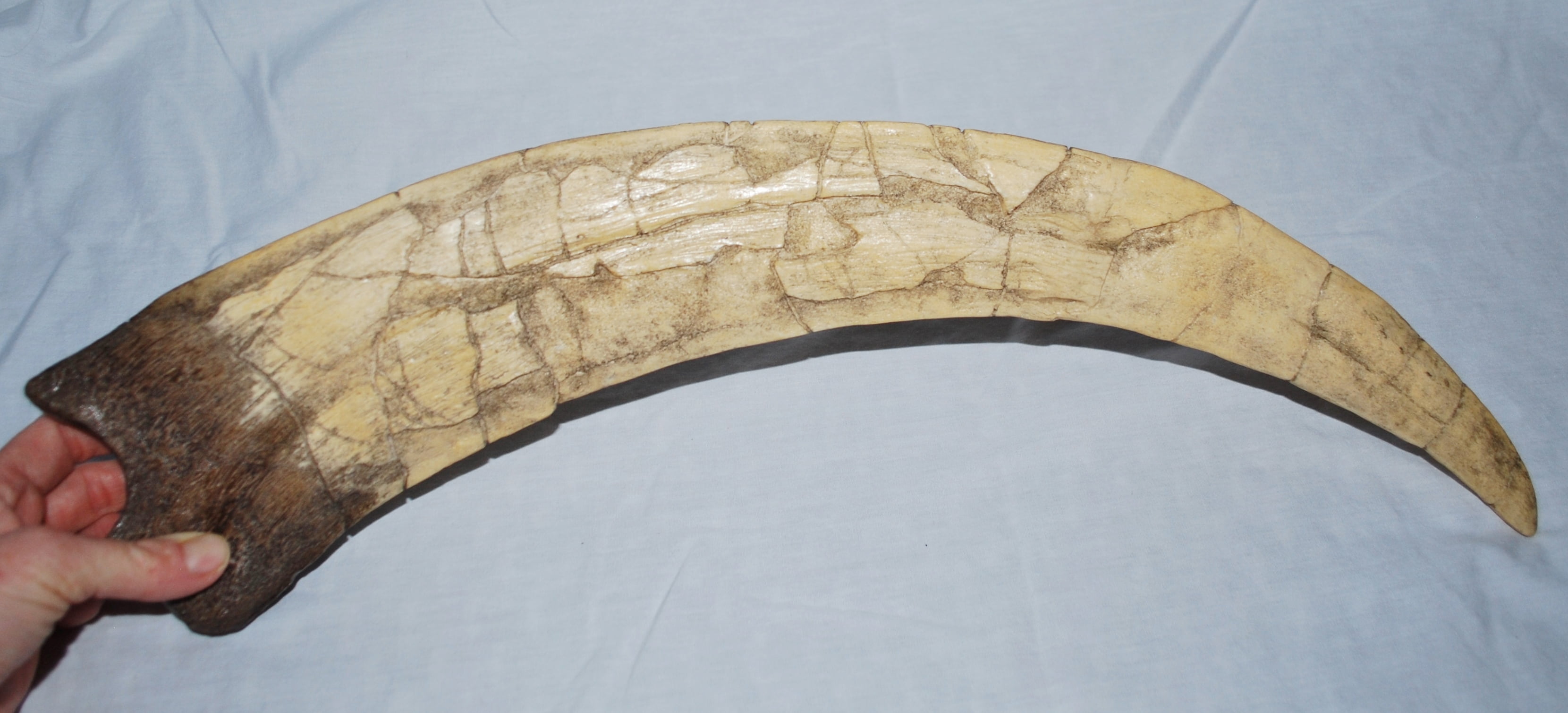 dinosaur with longest claws